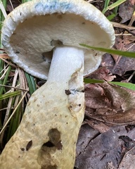 Gyroporus cyanescens