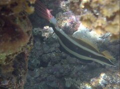 Heniochus chrysostomus