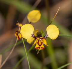 Diuris pardina