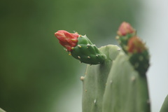 Opuntia cochenillifera