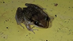 Eleutherodactylus etheridgei