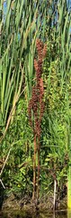 Rumex britannica