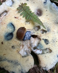 Gyroporus cyanescens