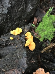 Favolaschia claudopus