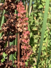 Rumex britannica