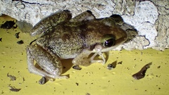 Eleutherodactylus etheridgei