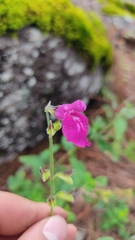 Salvia dichlamys