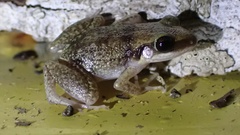 Eleutherodactylus etheridgei