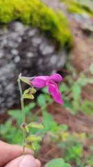 Salvia dichlamys