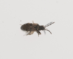 Rhyparochrominae