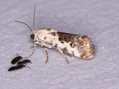 Ponometia phecolisca