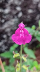 Salvia dichlamys