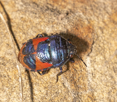 Choerocoris paganus