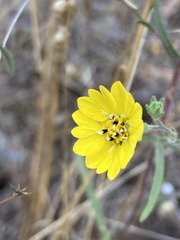 Hemizonia congesta lutescens