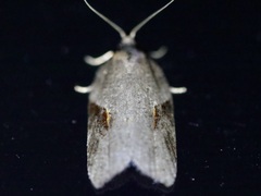 Acleris macdunnoughi
