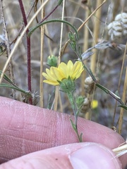 Hemizonia congesta lutescens