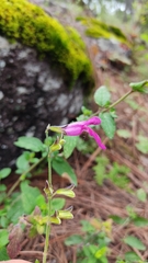 Salvia dichlamys