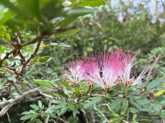 Calliandra