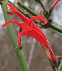 Thyrsacanthus boliviensis
