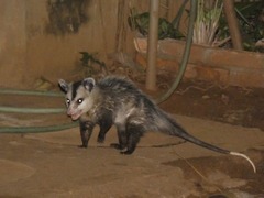 Didelphis albiventris