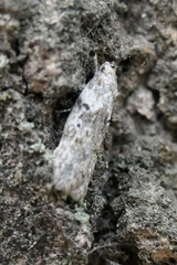 Izatha convulsella