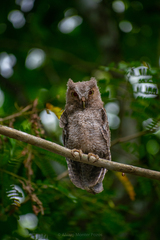 Megascops guatemalae