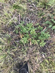 Potentilla recta