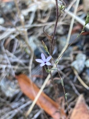 Lessingia micradenia