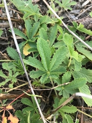 Potentilla recta