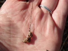 Callirhytis congregata