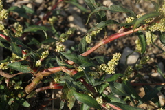 Persicaria tomentosa