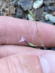Lessingia micradenia