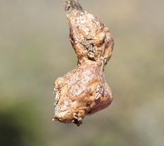 Callirhytis congregata