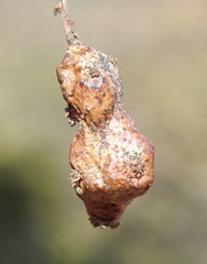 Callirhytis congregata