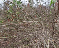 Thyrsacanthus boliviensis