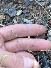 Lessingia micradenia