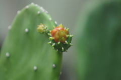 Opuntia cochenillifera