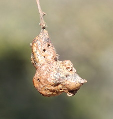 Callirhytis congregata