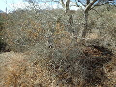 Callirhytis congregata