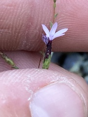 Lessingia micradenia
