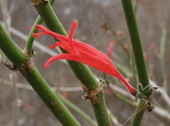 Thyrsacanthus boliviensis