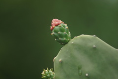 Opuntia cochenillifera