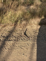 Chlamydosaurus kingii