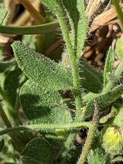 Chrysopsidinae