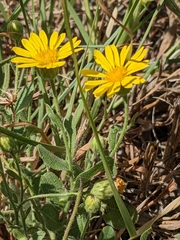 Chrysopsidinae