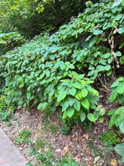 Hydrangea arborescens