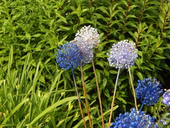 Allium caeruleum