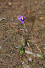 Thelymitra matthewsii