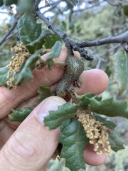 Andricus chrysolepidicola