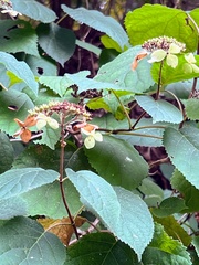 Hydrangea arborescens